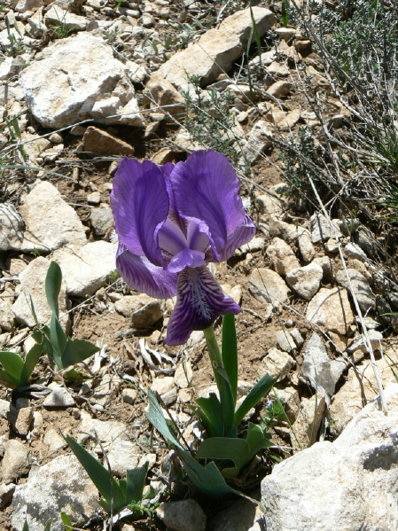 2008_0413 Minerve (36)