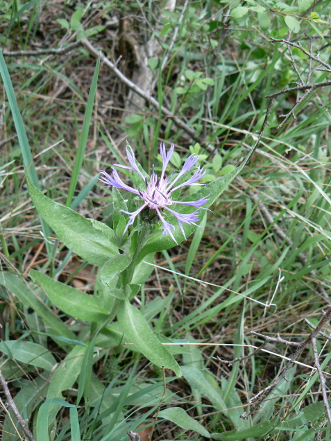 P1050600