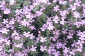 P1050616