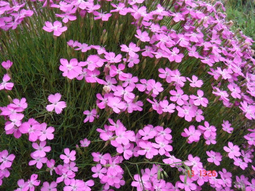 DSC02701