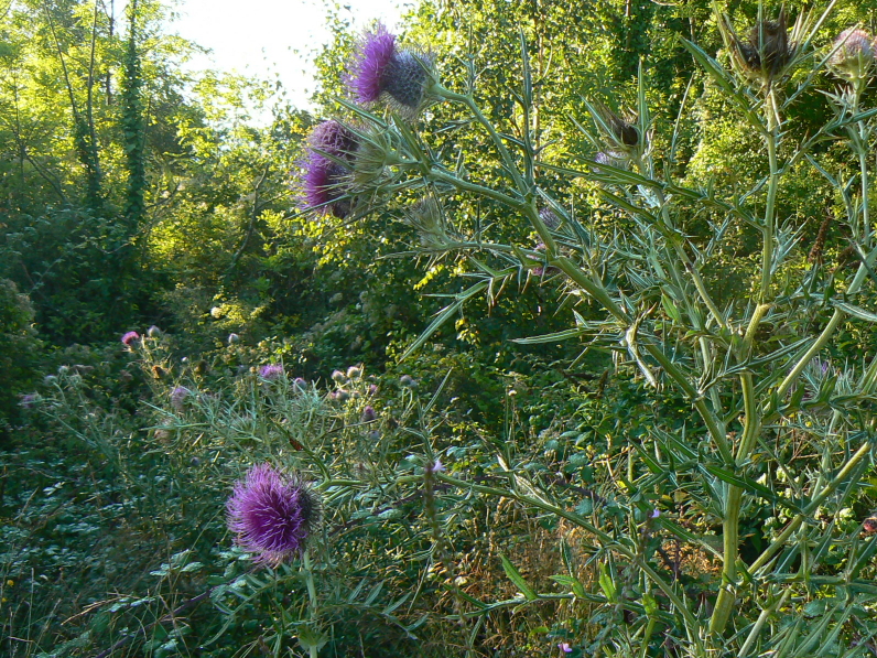 P1070187
