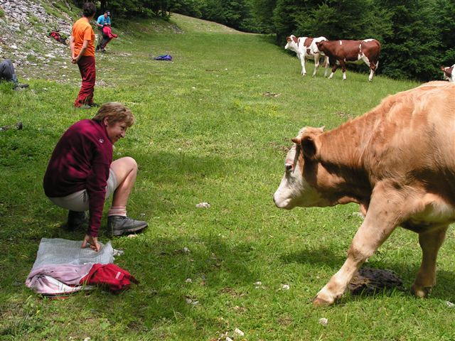10 colette et la vache